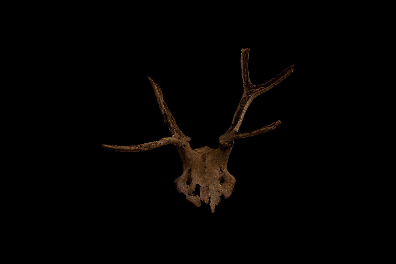 Antler headdress, Scarborough Museums Trust